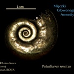 zpirytyzowany amonit